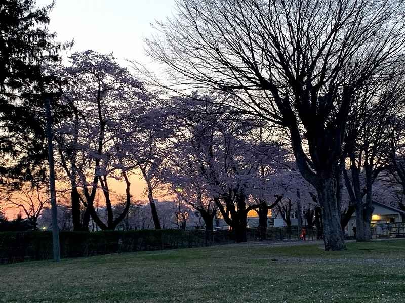 ゴールデンウィークの夕方桜