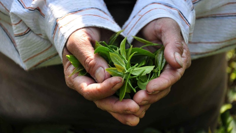 ダージリン紅茶の魅力と旬：飲食店で活かす“世界三大銘茶”の実力