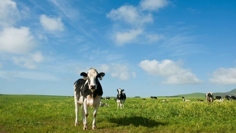 牛乳で変わる！？ミルクティーの楽しみ方