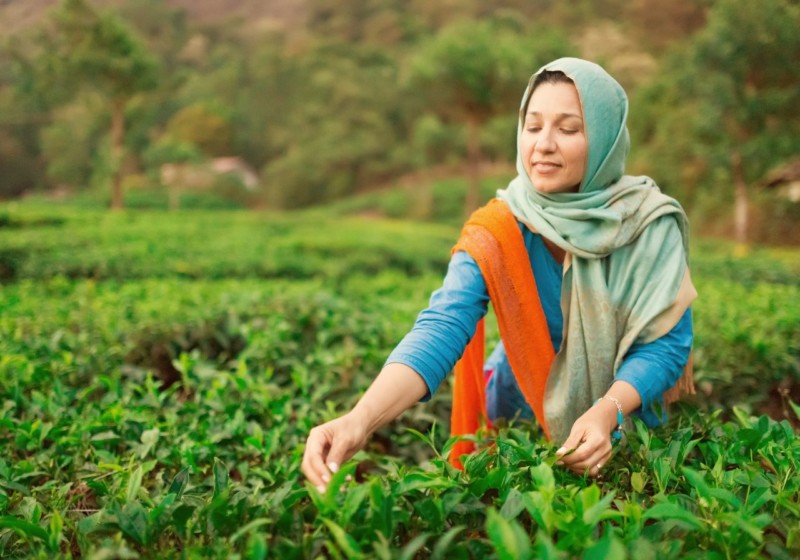 インドのお茶業界最新ニュース：信頼されるブランド、パーム油栽培の動き、アッサム・ダージリンの害虫問題